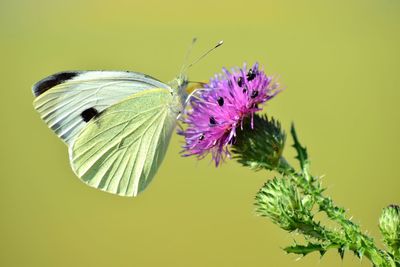 Close-up of butterfly pollinating on purple flower
