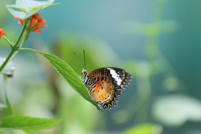 Close-up of butterfly pollinating flower