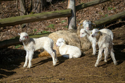 Sheep in a pen