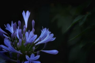 Close-up of purple flowering plant against black background