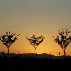Silhouette of trees on landscape at sunset