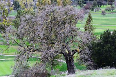 Trees growing on field