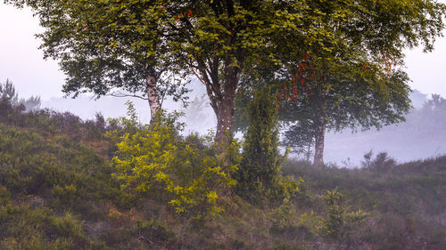 Trees growing on field against sky during autumn