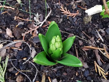 High angle view of plant growing on field