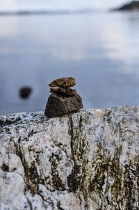 Close-up of lizard on rock by sea