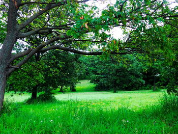 Trees on landscape