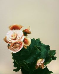 Close-up of rose against white background