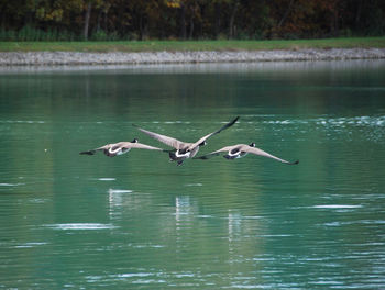 Birds flying over lake