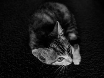 Close-up portrait of a cat