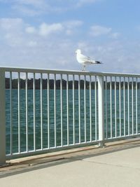 Seagull perching on railing by sea against sky