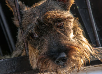 Close-up of scottish terrier