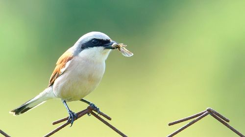 Close-up of bird perching on branch