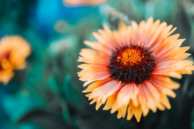 Close-up of orange flower