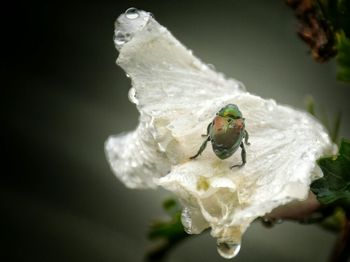 Close-up of butterfly on flower