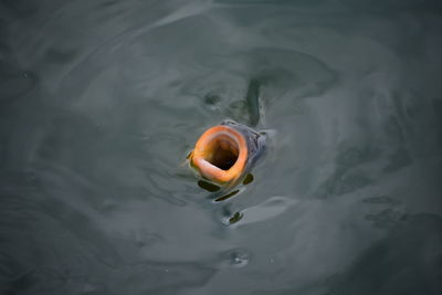 One fish with their mouth open out of the water