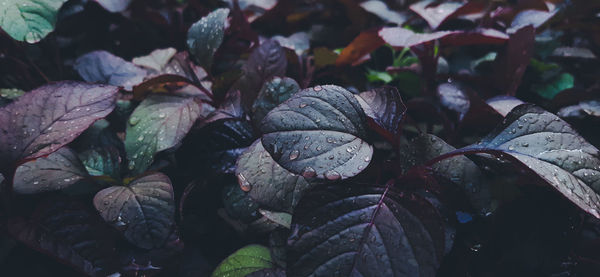 Close-up of wet leaves