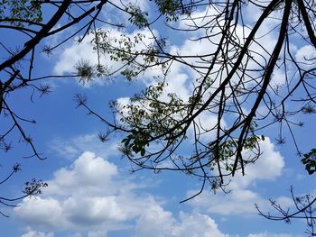 Low angle view of flowering tree against sky