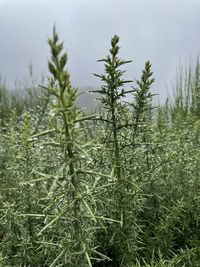 Plants growing on land