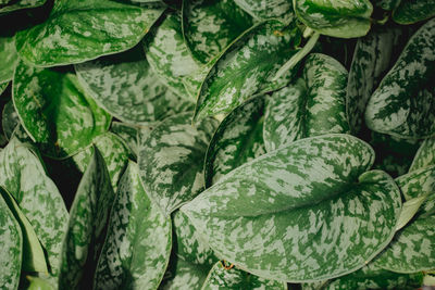 Close-up of plant can use for background