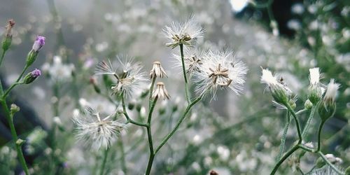 Close-up of white dandelion flowers on field
