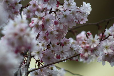 Close-up of cherry blossoms on tree