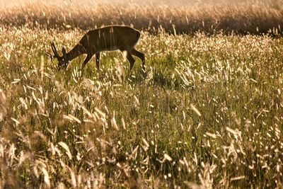 Horse grazing on field