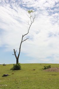 View of dead tree on field against sky