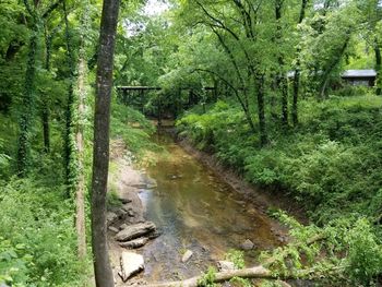 Stream amidst trees in forest