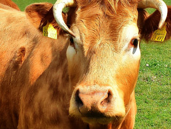 Close-up portrait of cow on field