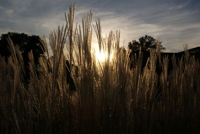 Panoramic shot of stalks on field against sunset sky