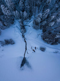 Snow covered pine trees in forest