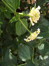 Close-up of flowers