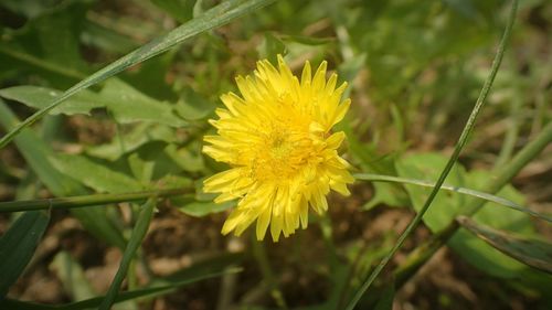 Close-up of yellow flower