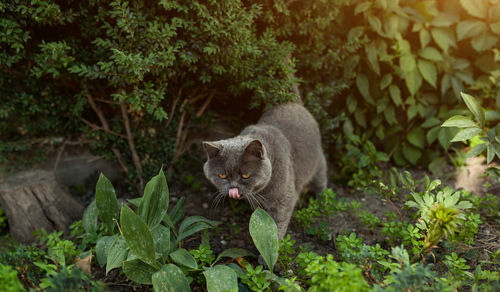 Portrait of a cat