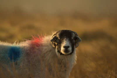 Close-up portrait of a dog on field