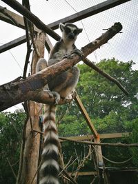 Low angle view of monkey on tree at zoo