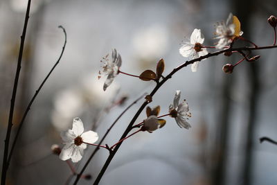 Close-up of white cherry blossoms in spring