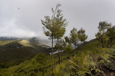 Plants growing on land against sky