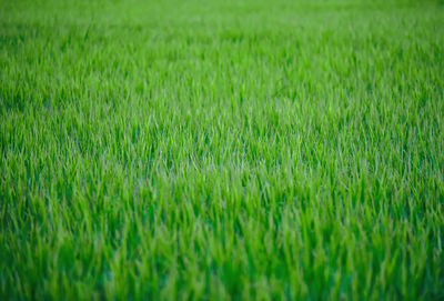 Full frame shot of crops on field