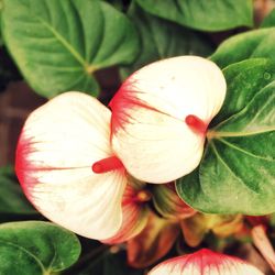 Close-up of day lily