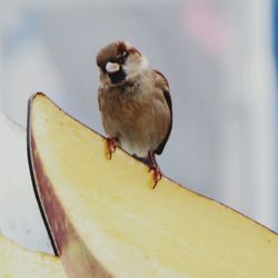 Close-up of bird perching