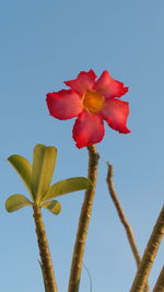 Low angle view of red flowering plant against clear blue sky