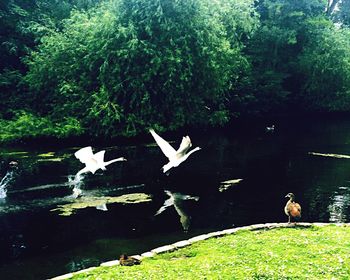 View of trees by pond