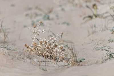 Close-up of white flowering plant on field