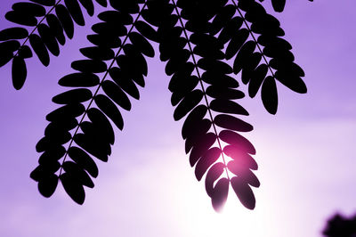 Low angle view of leaves