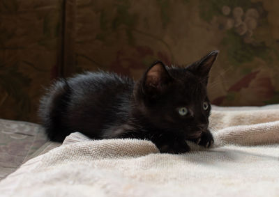 Black cat resting on bed at home