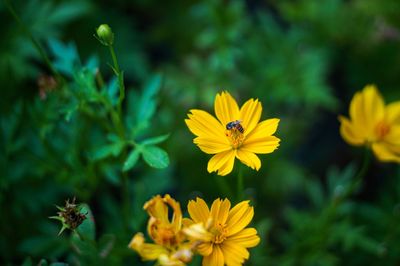 Close-up of bee pollinating on yellow flower