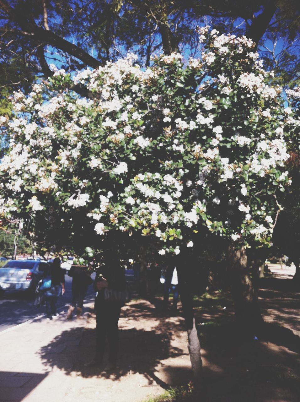 tree, flower, growth, sunlight, shadow, branch, nature, beauty in nature, park - man made space, tree trunk, tranquility, day, outdoors, freshness, footpath, white color, blossom, sunny, sky, tranquil scene