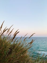 Scenic view of sea against clear sky