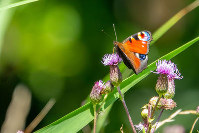 Close-up of butterfly pollinating on purple flower